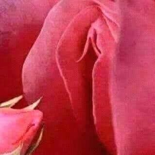 Barbat matur
